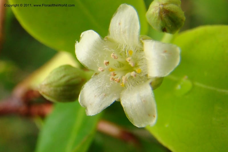 Psorospermum lanceolatum, Razafindraibe 191--Madagascar. Prov. Fianarantsoa. RN 12. 14 Jan 09. 043 (6).jpg