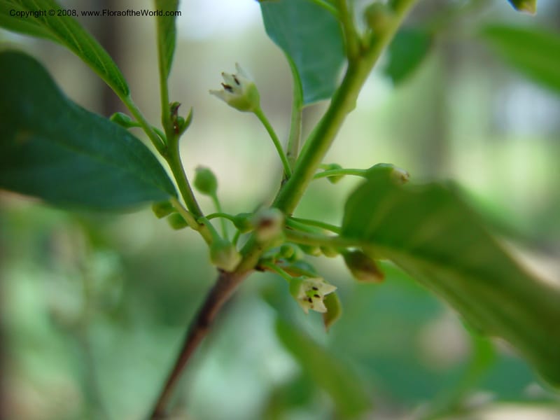 Rhamnus frangula--AZ. Arboretum at Flagstaff. 5 Jun 03. 089.jpg