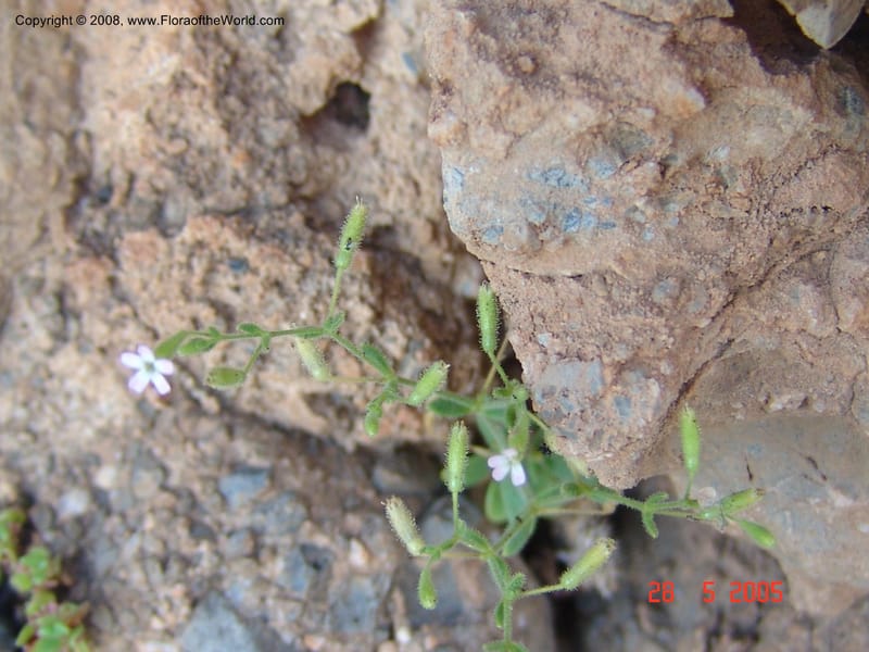 Silene sedoides--Crete. Phenix trail, W of Loutro. 28 May 05.  048.jpg
