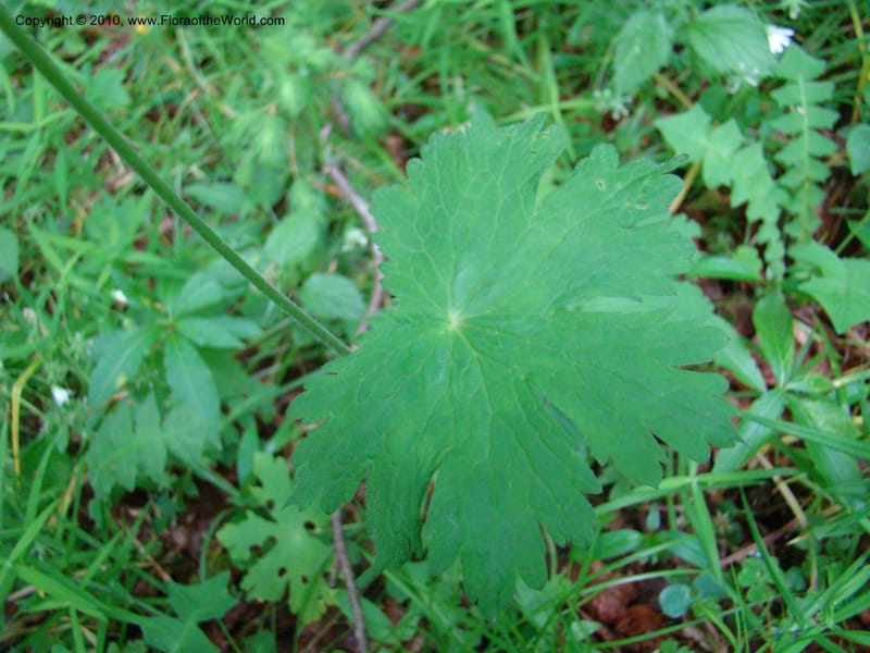 Geranium phaeum, C. Davidson 112037--Slovenia,Gorenska Region, Kamniska Bistrica, 19 May 2008 017 (6).jpg