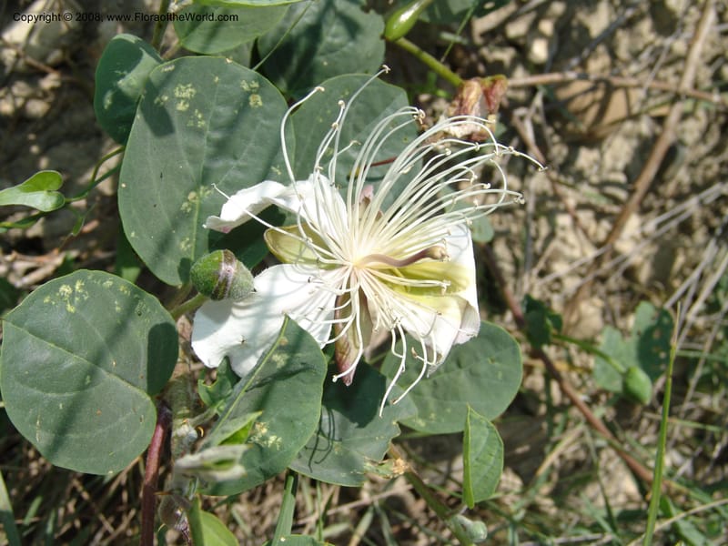 Capparis herbacea--Georgia. Shio Mgvime Monastery road. 12 Jun 05. 163.jpg