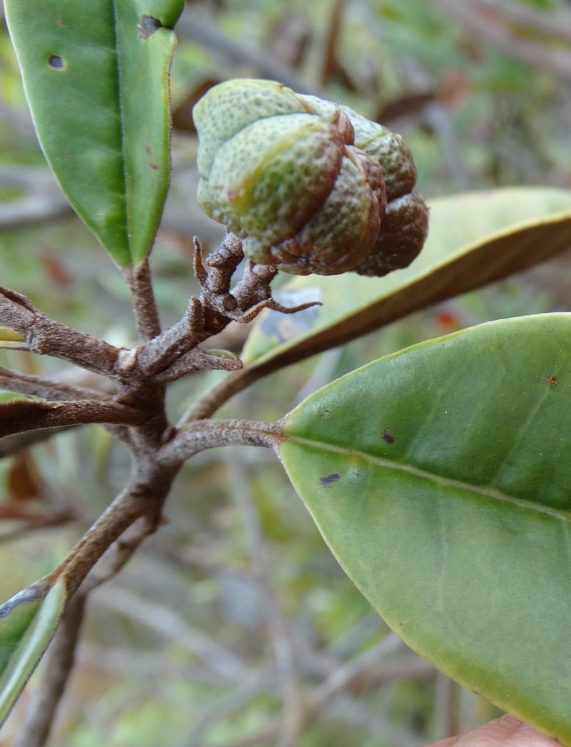 Myrtopsis, Lowry, P 7378--New Caledonia. Mont Dzumac. 12 Nov 2015. DSC01563 (611).JPG