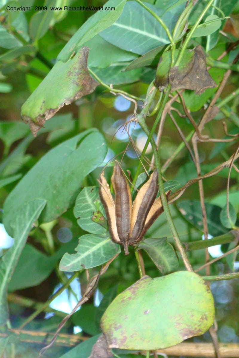 Aristolochia odoratissima--South Africa. Durban Botanical Garden. 30 Jan 09. 250.jpg