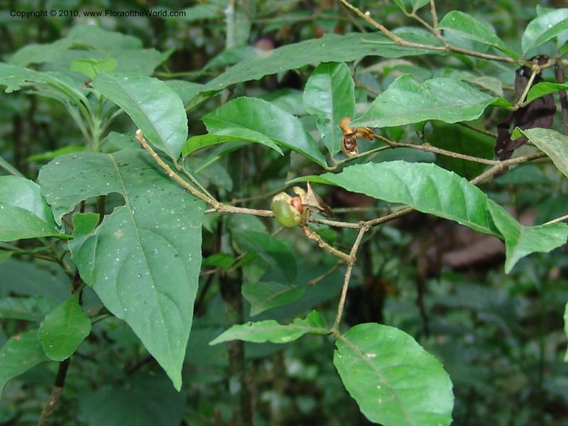Rinorea, Croat 96202--Ecuador. Edo. Guaya. Manglares Churute Ecol. Res. 21 Mar 06. 108 (4).jpg