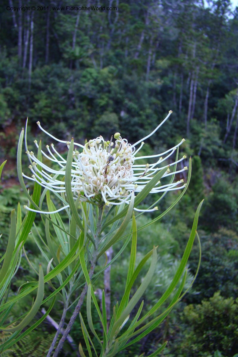 Grevillea exul, M. Callmander 809--New Caledonia. Mont Dore. 20 Jan 2010. 001 (147).jpg
