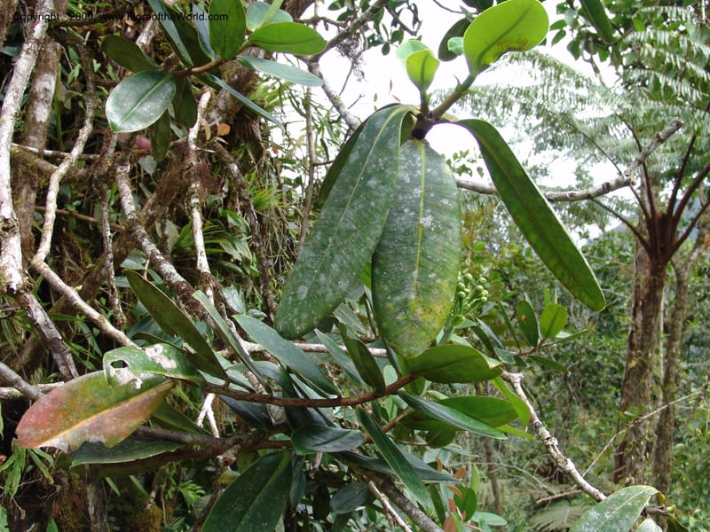 Croat94752--Ecuador. Prov. Carchi. El Chical, twd El Carmen. Croat94752. 17 Feb 05. 217.jpg