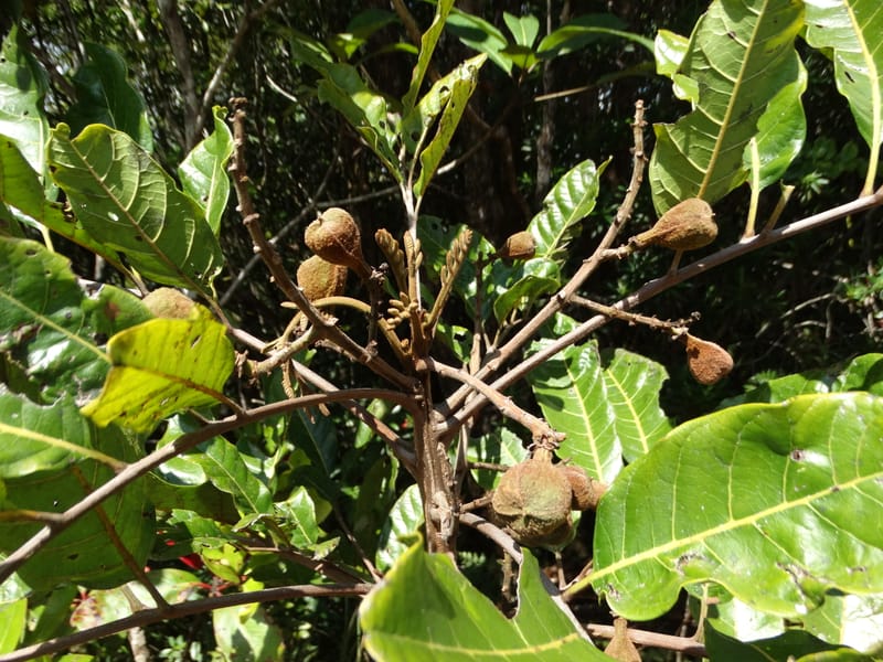 Cupaniopsis, Munzinger, J 7412--New Caledonia. Mont Dzumac. 12 Nov 2015. DSC01563 (427).JPG