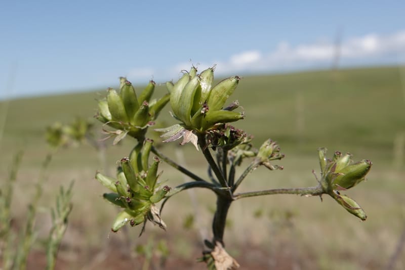Lomatium macrocarpum, C. Davidson 13790--Oregon. Wallowa Co. Upper Camp Creek Canyon. 5 Jun 2018. DSC05225 (70).JPG