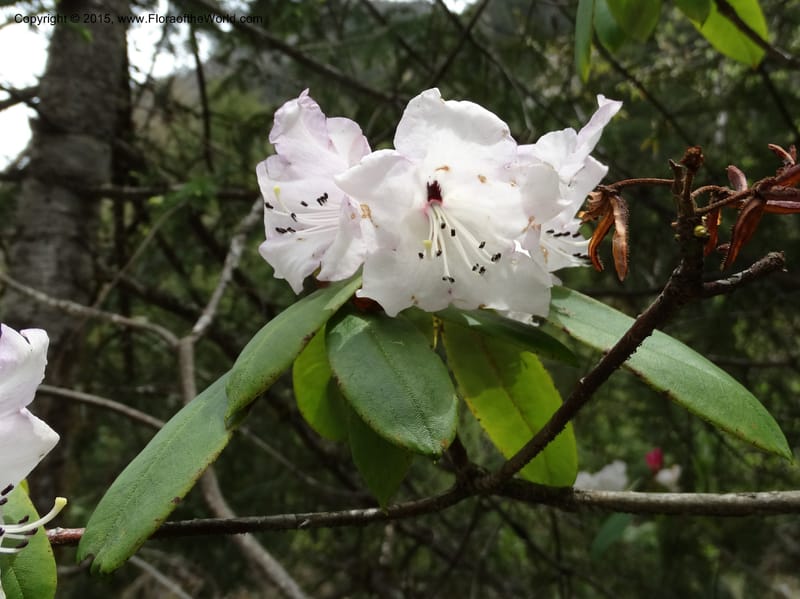 Rhododendron, Boufford, D 43643--China. Sichuan. XiaYingShan to XiangZhai. 10 May 2014. DSC05109 (159).JPG