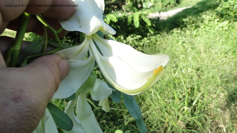 Sesbania grandiflora, Gereau--Tanzania. Univ. of Dar es Salaam. 9  May 2010 367 (36).jpg