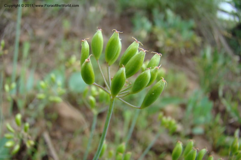Lomatium nudicaule, C. Davidson 11435--Idaho. Adams Co. Smokey Boulder Rd. 6 June 2009. 313.jpg