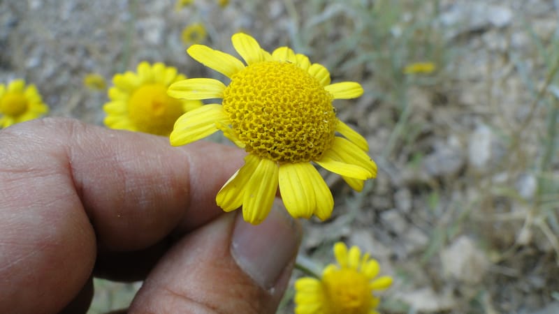 Anthemis tinctoria, 4.10--Iraq. Kurdistan. Shakh-i Sakran. 19 June 2010. 124 (5).jpg