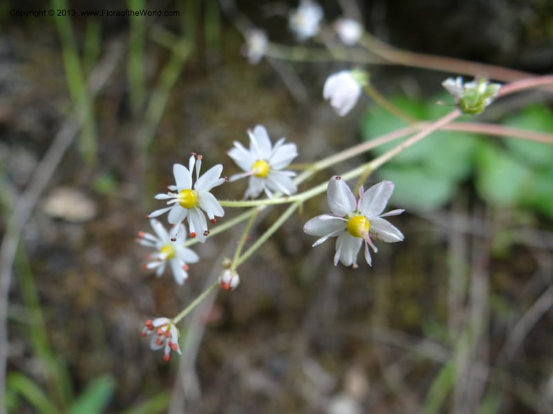 Saxifraga mertensiana, Davidson, C 12120--Calif. Trinity Co. Hwy 299. 15 Apr 2013. DSC03030 (14).JPG