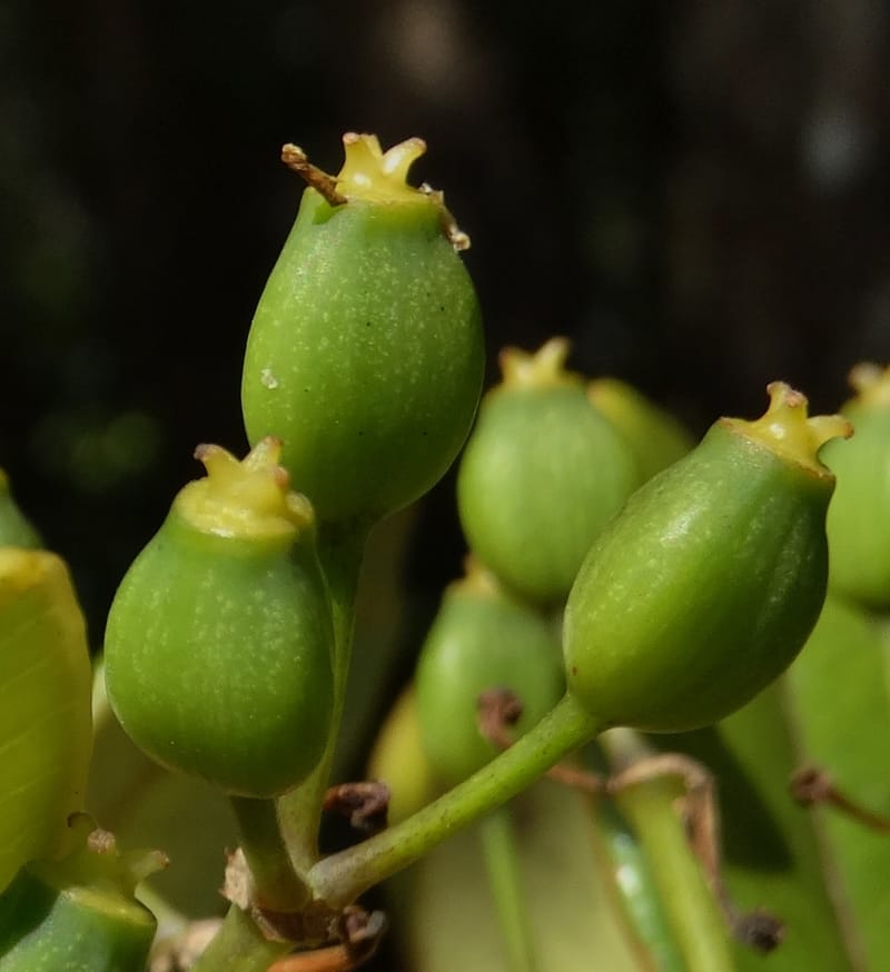 Plerandra elongata, Lowry, P 7374--New Caledonia. Mont Dzumac. 12 Nov 2015. DSC01563 (377).JPG
