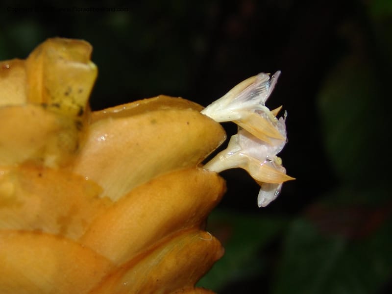 Calathea crotalifera, Croat95227--Ecuador. Prov. Esmeraldas. Rio San Juan. 23 Feb 05. 153.jpg