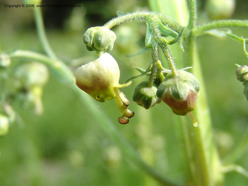 Scrophularia orientalis--Georgia. Bakuriani Botanical Garden. 7 Jun 05. 169.jpg