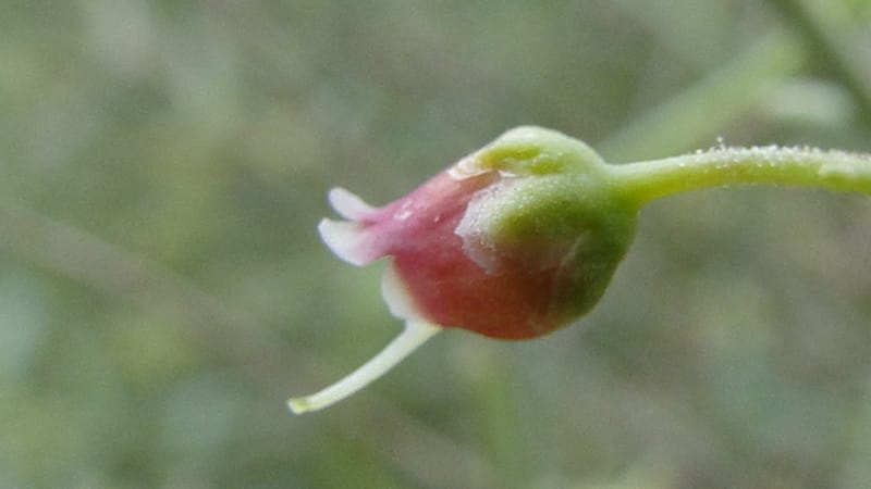 Scrophularia xanthoglossa, A. G. Miller 120.A12--Iraq. Kurdistan. Shakh-i Pira Magun. 9 June 2010. 206 (4).jpg
