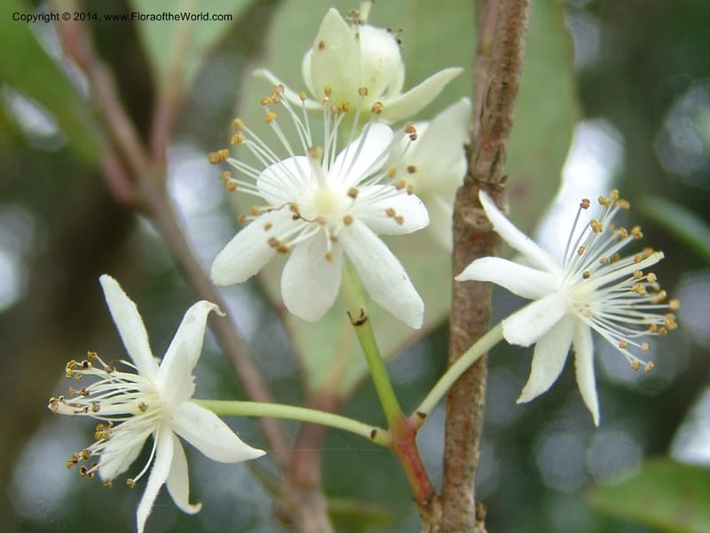 Pseudoscolopia polyantha--So.Africa. E. Cape. Umtamvuna Nat. Res. 11 Mch 05. 115.jpg