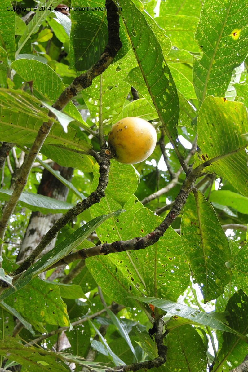 Gardenia oudiepe, J. Munzinger 6558--New Caledonia. Tchamba. Grotie Kou. 16 Feb 2011. 186 (5).jpg