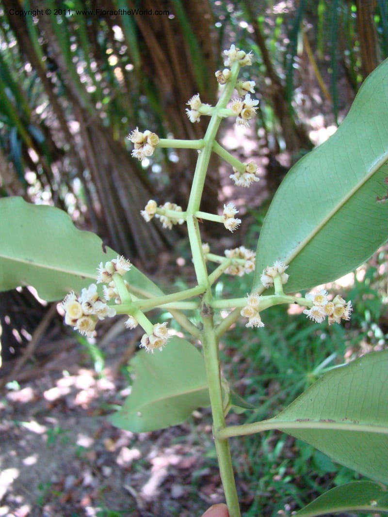 Syzygium,  Munzinger, J 4758--New Caledonia, Prov N, Les Trois Creeks,  13 Nov 2007, 065 (2).jpg