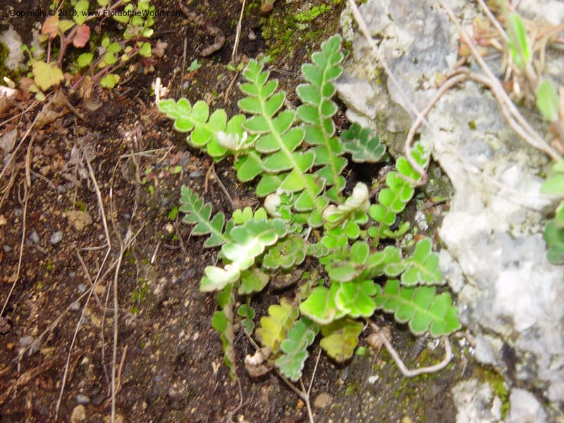 Ceterach officinarum--Italy. Between lower and upper monasteries. Subiaco, 11 May 02 .jpg