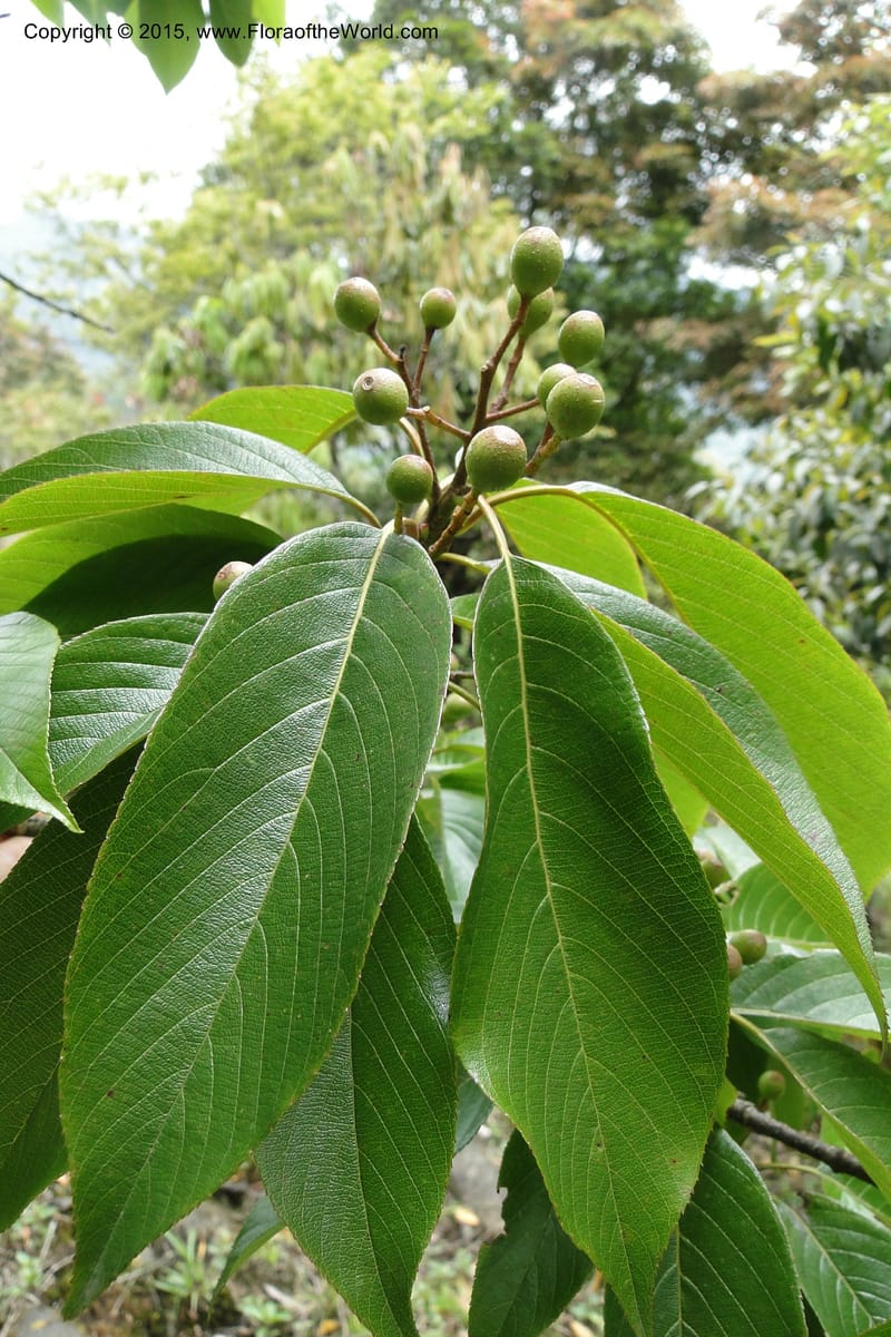 Cornus, Regalado 1800--Viet Nam. Trail to Siu Chai Commune. 5 May 2011. 167 (6).jpg