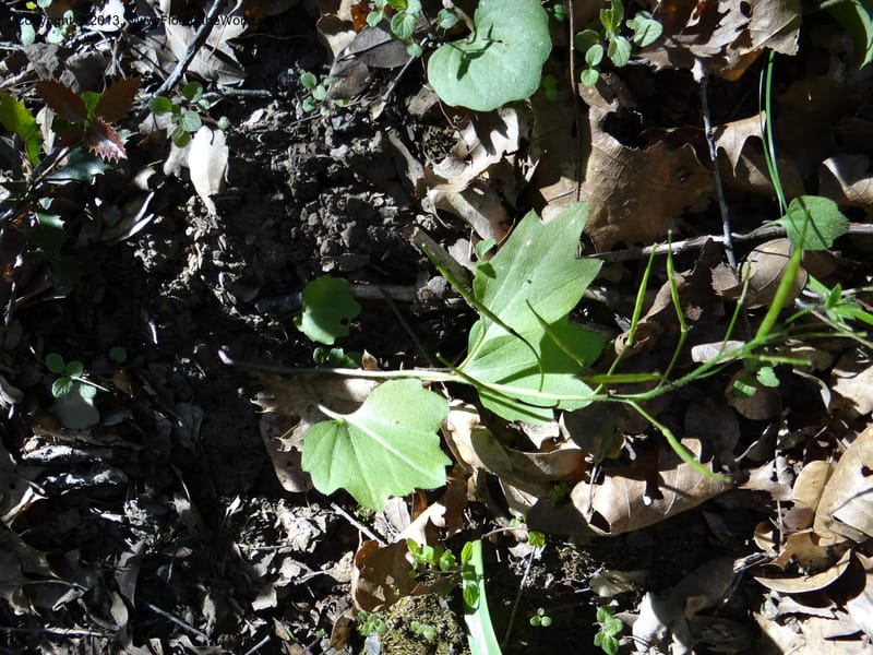 Cardamine californica, Davidson, C 12129--Calif. Nevada Co. 19 Apr 2013. DSC03167 (5).JPG