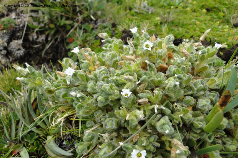 Cerastium, Ulloa 2014--Ecuador. Napo. Volcan Antesana. 2 Jun 2011. 162 (3).jpg