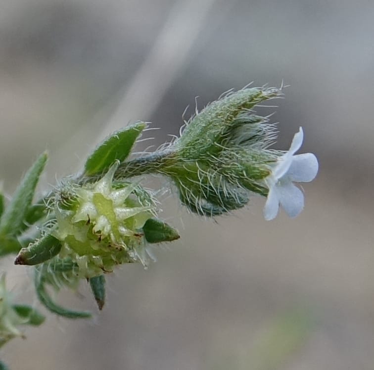 Lappula redowskii var. cupulata, C. Davidson 13659--ID. Hwy 22 W of Dubois. 17 Jun 2017. DSC02303 (102).JPG