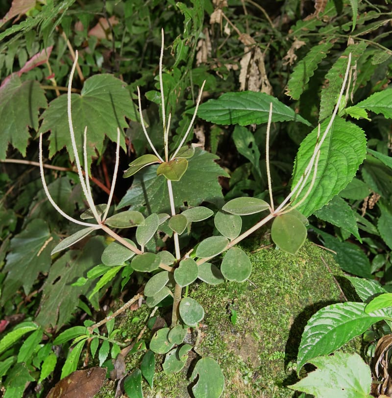 Peperomia sui, Tseng Yu-Hsin 1339--Taiwan. Xitou Nature Education Area. Giant Tree Logging Rd. 22 May 2016. DSC03924 (180).JPG