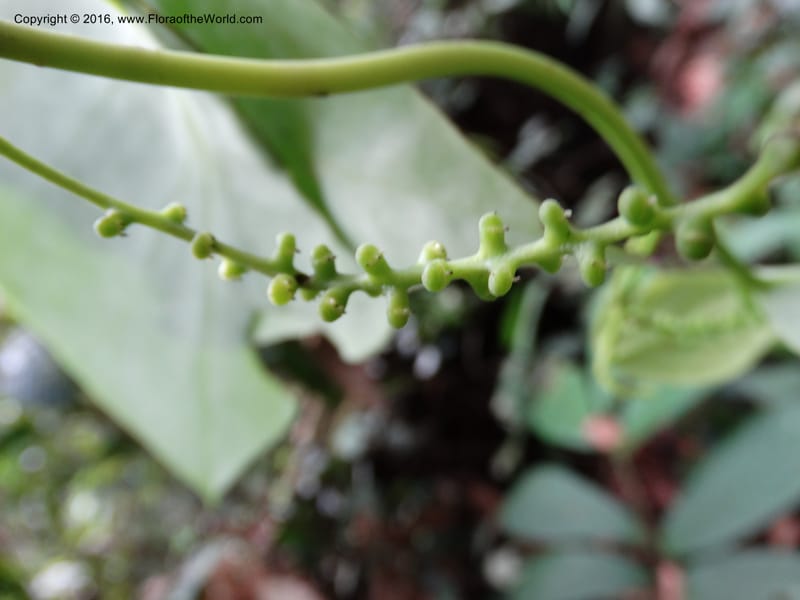 Piper, Davidson, C 12675--Sabah. Danum Valley. 4 Oct 2014. DSC01741 (232).JPG