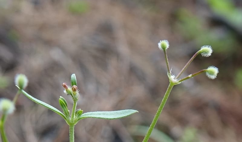 Kelloggia chinensis, D. Boufford 44006--China. Sichuan. Xiangcheng Xian. 13 Aug 2017. DSC05341 (33).JPG