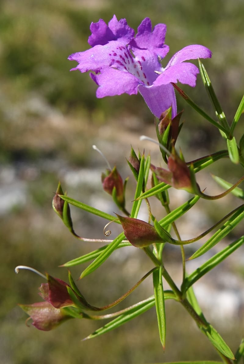 Hemiandra pungens, Davidson, C 13446--Australia. W.A. Beekeeper's Trek. 25 Oct 2016. DSC05537 (103).JPG