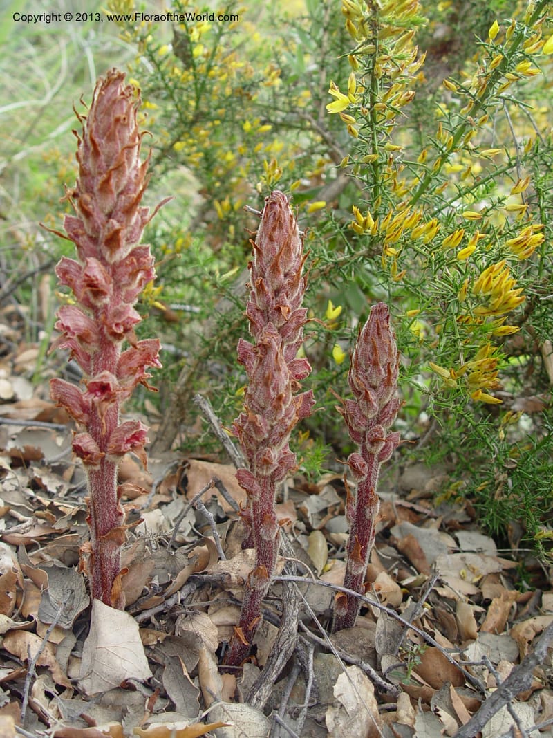 Orobanche gracilis--Spain. Granada Prov. Jct. Albondon-Albunol on C333. 15  (36).jpg