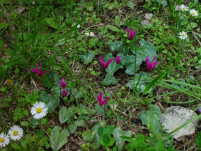 Cyclamen repandum--Italy. Abruzzo.  Between monasteries, Subiaco. 11 May 02.  071.jpg