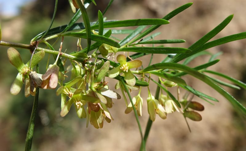 Aphanopetalum clematideum, Davidson, C 13444--Australia. W.A. Geraldton. Chapman River. 25 Oct 2016.  (65).JPG