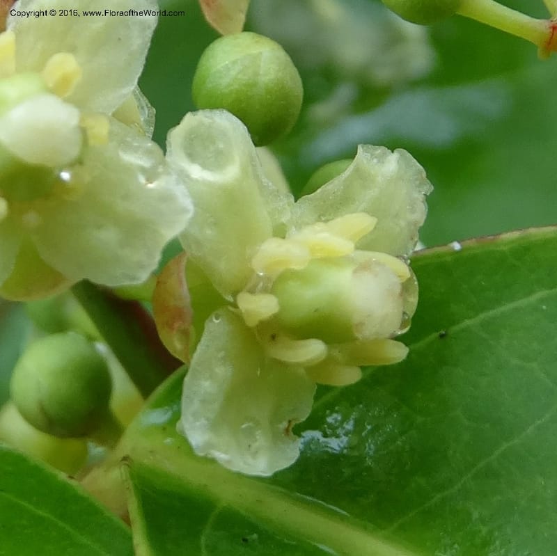Lepisanthes fruticosa, Buerki, S 361--Sabah. Ulu Senagang. 9 Oct 2014. DSC03434 (59).JPG