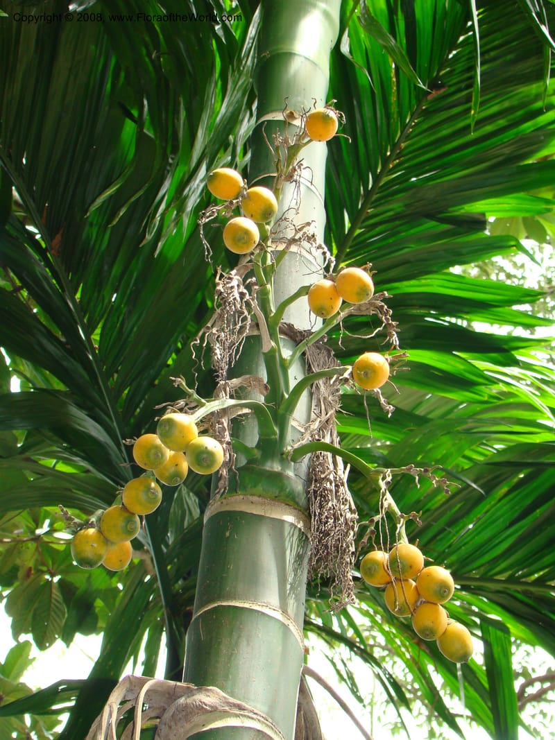 Areca catechu, 20041386B--Singapore Botanic Garden. 8-9 Mch 08. 083.jpg