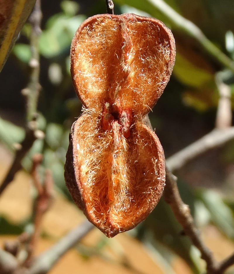 Lepidocupania lepidota, Callmander, M 1239--New Caledonia. Mont Dzumac. 12 Nov 2015. DSC01563 (344).JPG