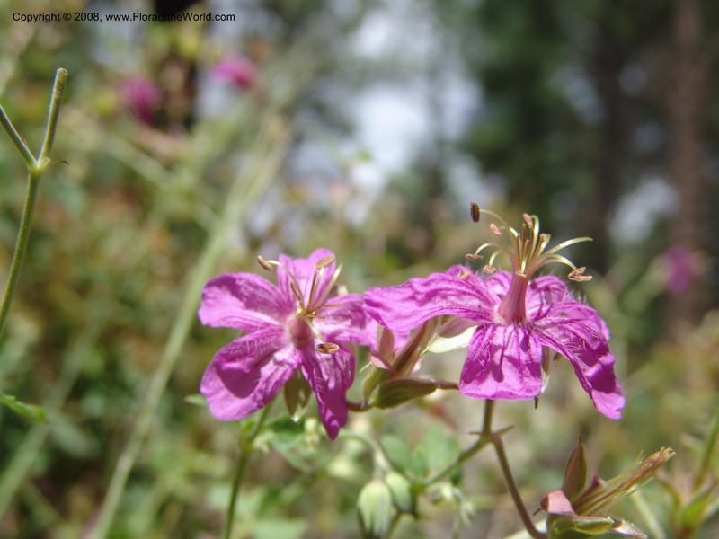 Geranium caespitosum--AZ.  Arboretum at Flagstaff. 3 Sep 04.  045.jpg