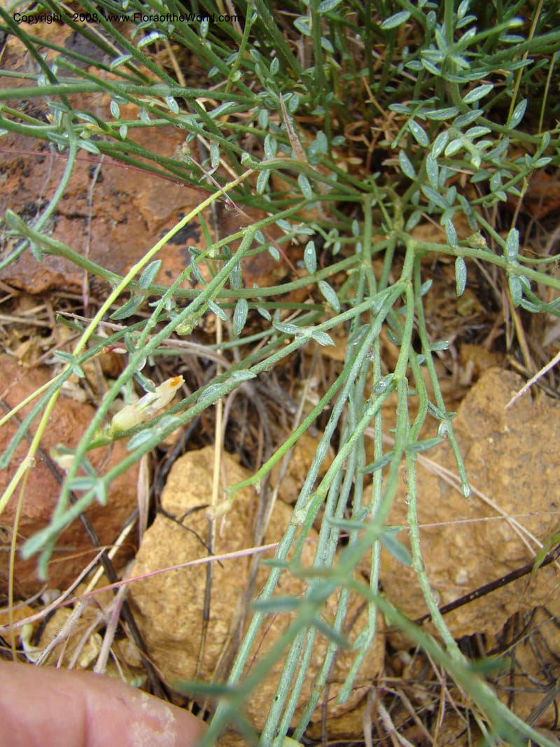 OR. Malheur Co. Leslie Gulch. 1 Jun 08. 421.jpg