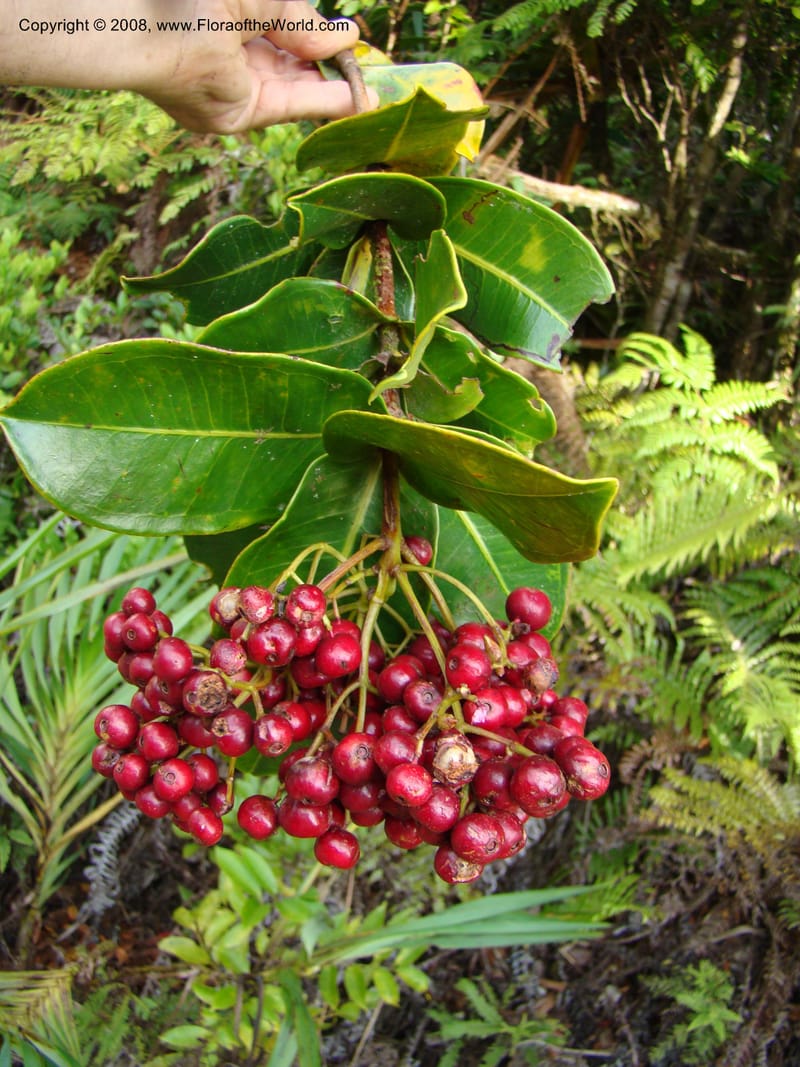 Syzygium, JMunzinger4715--New Caledonia. Mandjelia. 13 Nov 07. 294.jpg