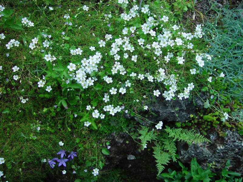 Arenaria labillardieri--France. Paris. Jardin des Plantes. 30 May 03. 057.jpg
