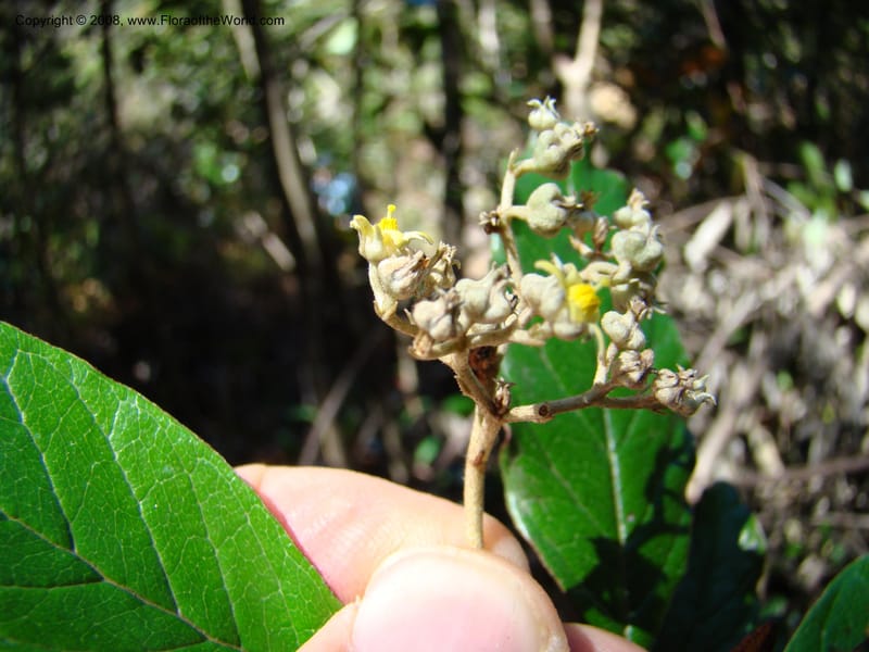 Argophyllum, JMunzinger4653--N.Caled. Dumbea Dam in Dumbea Riv, S of Noumea. 11 Nov 07. 073.jpg