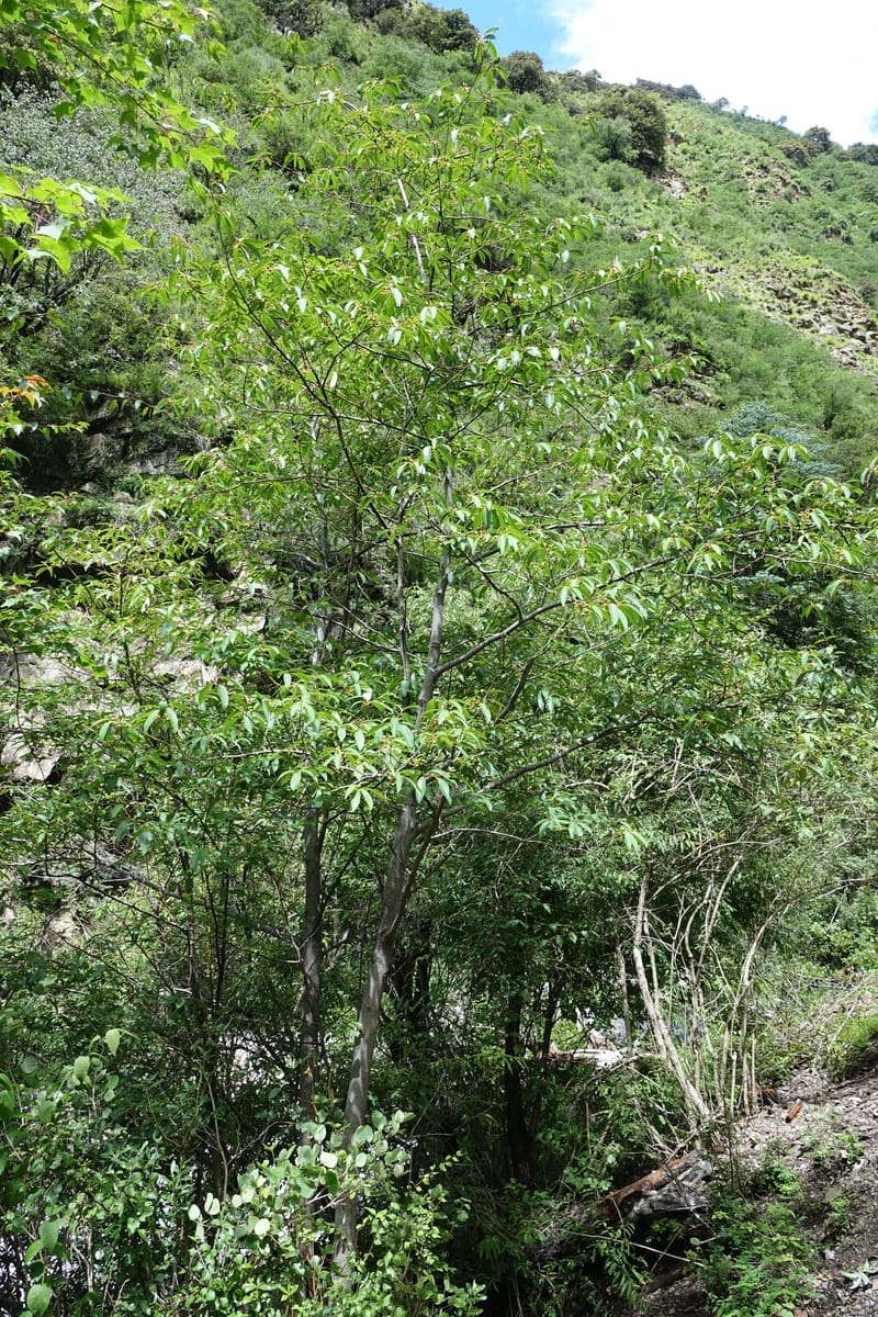 Litsea rubescens var. rubescens, D. Boufford 43993--China. Sichuan. Yibailingba-gou. 12 Aug 2017.  (13).JPG