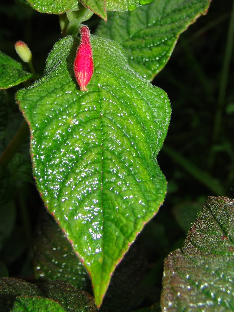 Fuchsia, Croat94367--Ecuador. Prov. Pichincha. Reserva Bellavista. 9 Feb 05.  177a.jpg