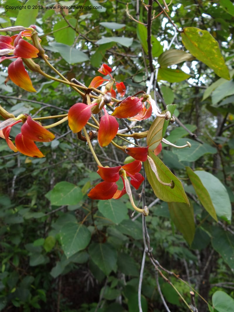 Bauhinia kockiana, SAN.153247--Malaysia, Sabah. Tawai For. Res. 9 Apr 2012. DSC07890 (33).JPG