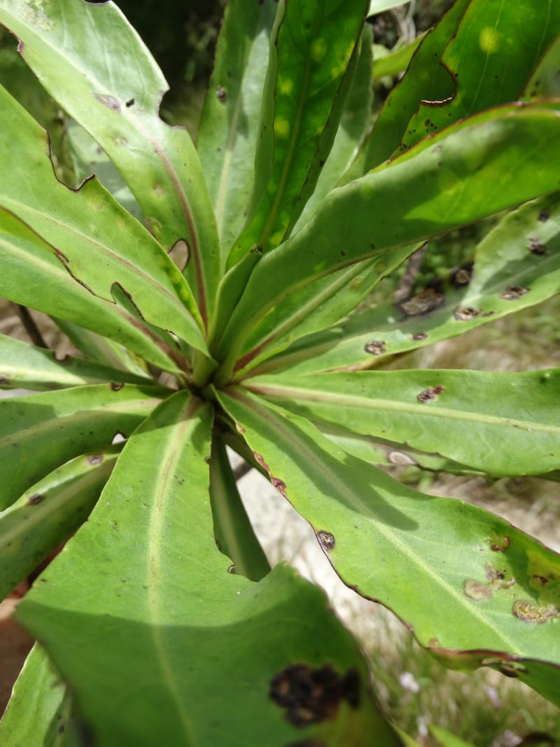 Scaevola floribunda, Lowry, P 7328--Fiji. Delaikoro Mtn. 3 Nov 2015. DSC08393 (179).JPG