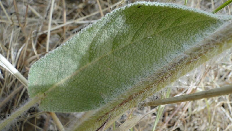 Phlomis rigida, A. G. Miller 118.A20--Iraq. Kurdistan. Shakh-i Pira Magun. 9 June 2010. 014 (10).jpg
