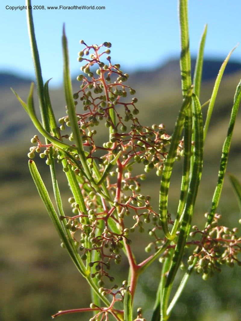 Rhus--So.Africa. E. Cape. Joubert's Pass, SE of Lady Gray. 9 Mch 05. 232.jpg